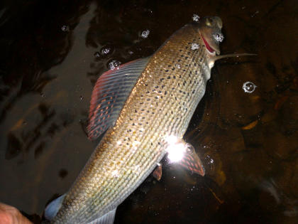 Another good Irfon grayling from the Cammarch Hotel water.