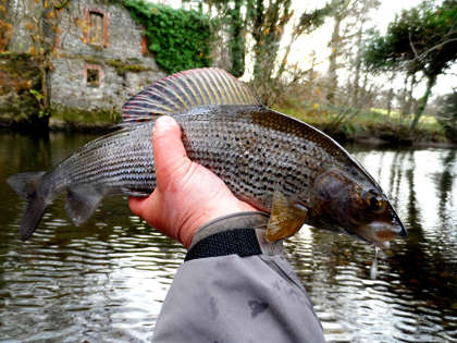 A fine autumn grayling from the Cammarch Hotel water on the Irfon.
