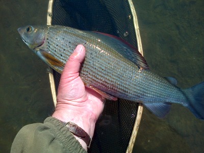 A good grayling from the Lyepole beat on the River Lugg