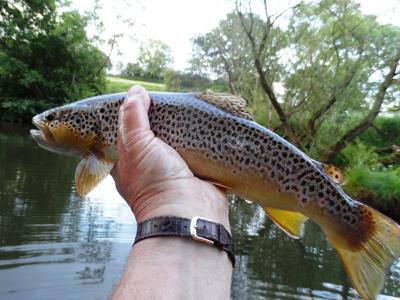 A good wild brown from the Monnow