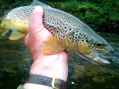 A good August trout from the Pwll-y-Faedda beat on the upper Wye