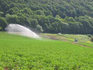 Potato crop irrigation with water from the Wye.
