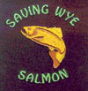 Salmon Conservation