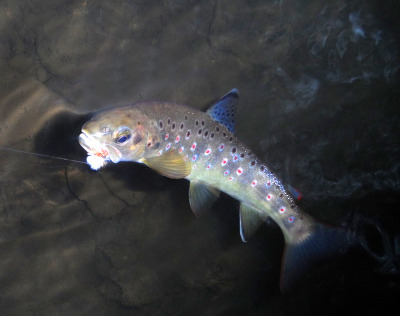 Forest of Dean streams have a good head of wild browns. This one was caught from the Cannop Brook.