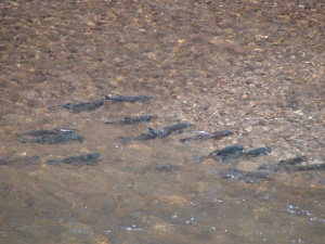 Chub spawning in upper Wye gravels