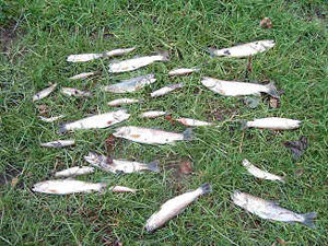 Trout killed by a pollution incident on the Gavenny, an Usk tribuary
