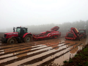 Potato farming in Herefordshire