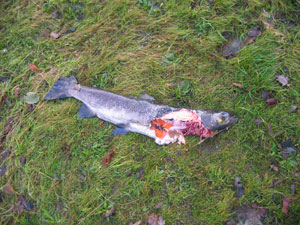 An otter kill on an upper Wye stream (2006)