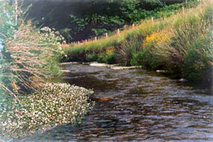 Ideal habitat on the Clywedog, a Wye tributary that was restored under WHIP.