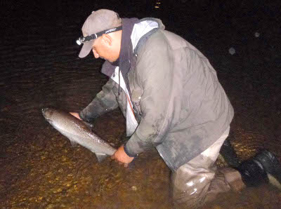 A good August sewin from the Golden Grove beat is returned to the Towy.