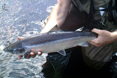 Grilse have started to show up in the catch returns
