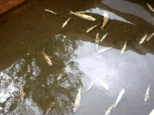 Dead salmon in a West County hatchery (2010), caused by a faulty aeration pump.