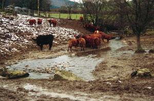 An over grazed and stock damaged spawning stream
