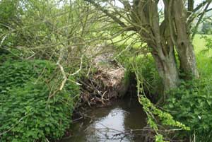 One of many blockages on the upper Lugg spawning streams