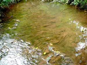 The Lodon, a River Lugg trbutary, choked by silt and algae, caused by nutrient and top soil run-off from farm land.
