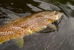 A wild brown trout from the Usk