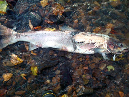 The spawned out hen salmon in the Bideford Brook