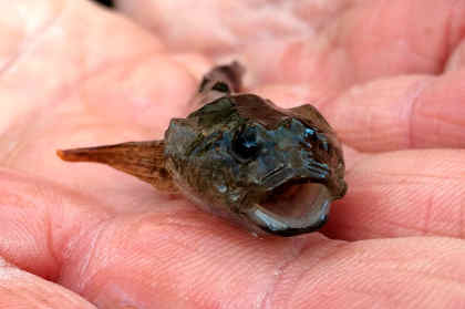 Catch of the year! The River Arrow bullhead that fell to a maggot.