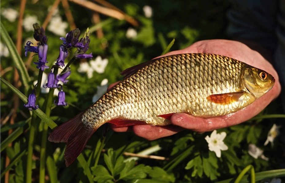 A good rudd from Priory Pool