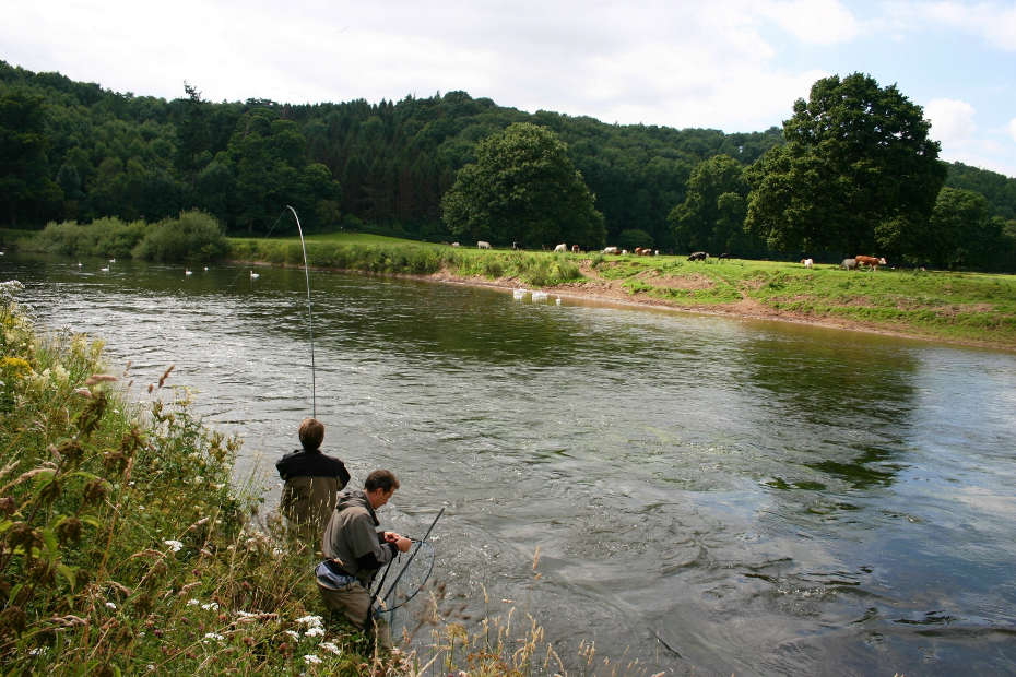 Goodrich Court: 5 fish in April