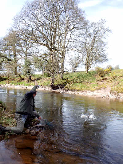 Playing a good brown on the Trallong & Abercamlais beat of the Usk.