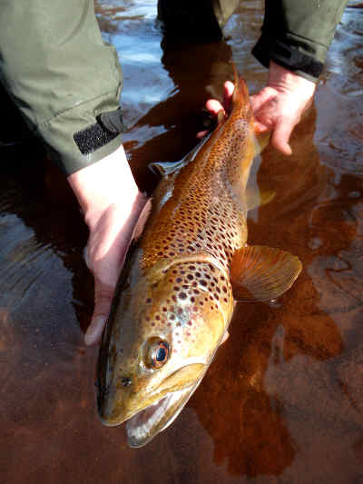 a 2¾lb fish from the same beat.