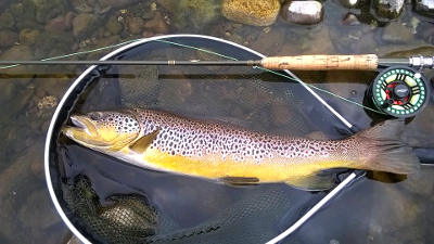 One of the large wild browns caught from the upper Taff recently. Photo: Daniel Popp