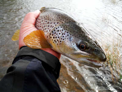 Another good April brown from the Usk, this one from the river near Brecon.