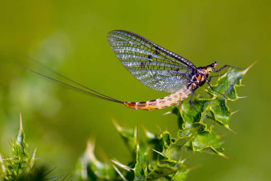 Ephemera danica, one of the three mayfly species in the UK, hopefully coming soon to a river near you!