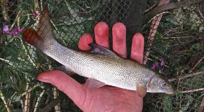 Plenty of barbel under 1lb have appeared in catch recent catch returns - this is something to celebrate!