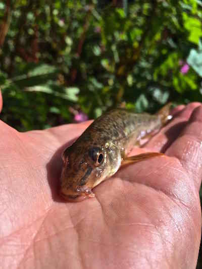 River Wye gudgeon