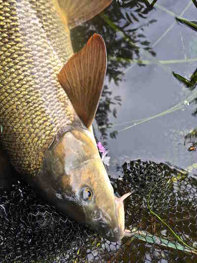 Barbel