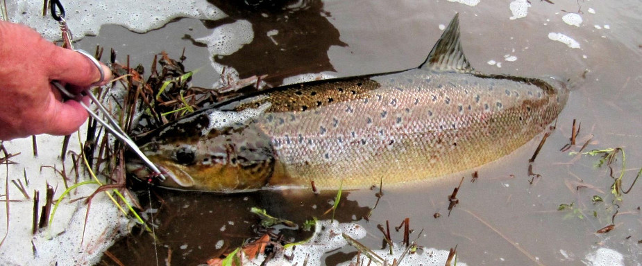 A Wye salmon is unhooked and released without leaving the water
