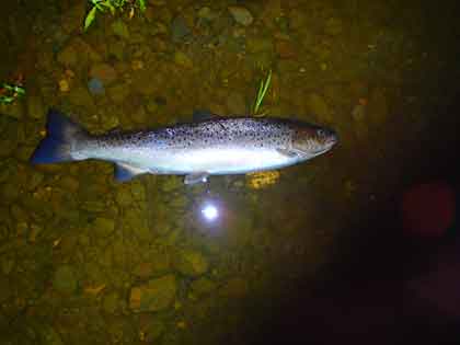 a fish of about 4lb I caught myself in the middle of August.