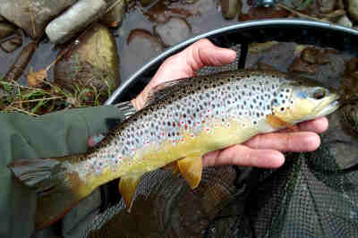 A nice wild brown from the Lower Stanton beat of the Honddu (Monnow), caught late in Augist. Photo: Ceri Thomas