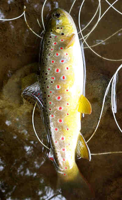 A plump and beautifully marked 12inch trout from the river Arrow, caught on dry fly in the last few days of August. The final month of the trout season and can be a great time to fish the smaller rivers and streams, so make the most of it!