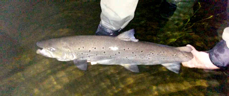 Caught a dozen Rainbow trout on in-line spinners yesterday out of a creek  in NJ. All the Rainbow trout measured between 10-12 inches, (average size  for NJ stocked trout) but it was