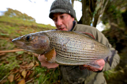 More dead river Wye salmon  Yesterday another kayak trip down the river  Wye for our Black rock lave net fishermen . Straight away we started  finding dead salmon 😞 This fish