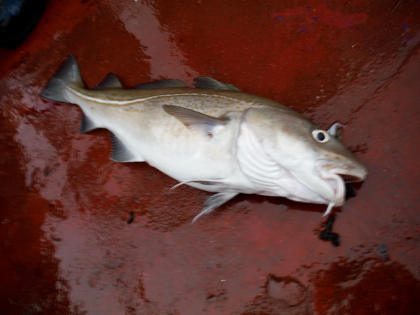 Winter Cod