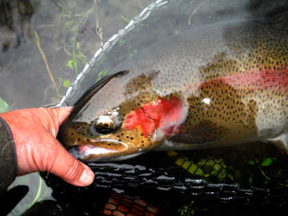 Rainbow Trout Skin Pattern Fly Fishing Brown Brook Cutthroat Caddis Fly  Leggings