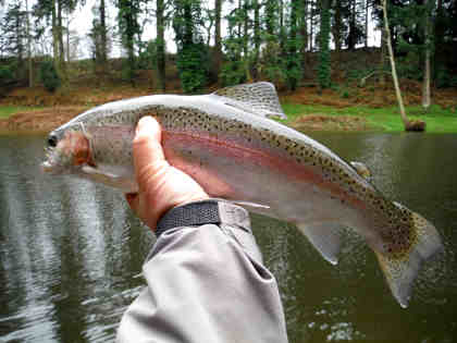 One of five rainbows taken on Boxing Day morning on a small dry Sedge pattern