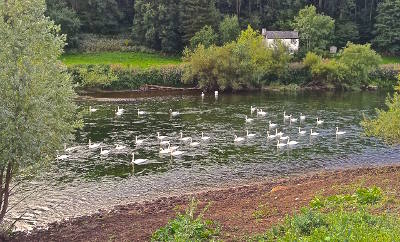 Much of the weed drifting downriver is caused by these!