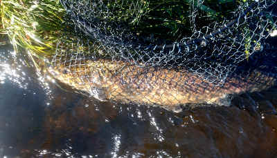 11lb cock fish in the net at The Rectory