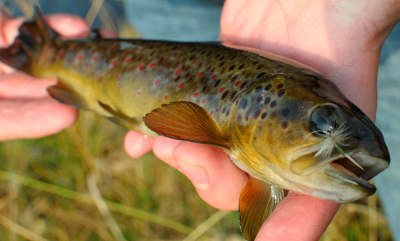 A Bugeilyn trout. These fish are well known for their aggressive takes and good fighting qualities. Photo: Adam Fisher