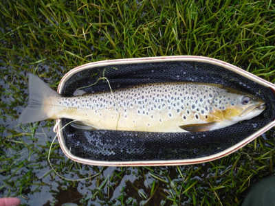 A good Talybont brown caught on a Kate Maclaren.