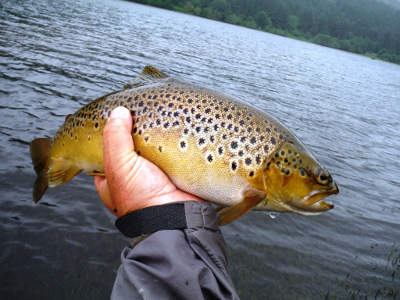 A well-conditioned Talybont brown