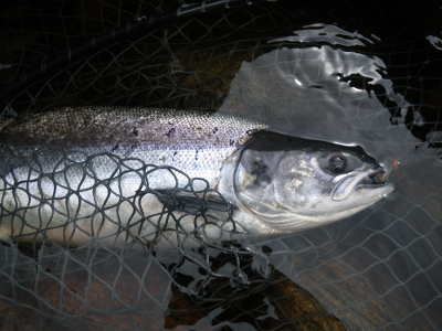 Grilse were starting to appear in Wye catches in June