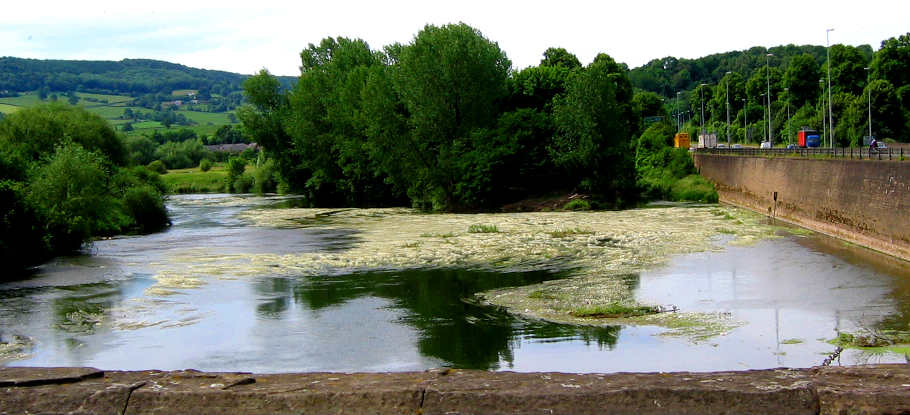 The view from Monmouth Bridge on the 14th showing the prodigious growth in ranunculus