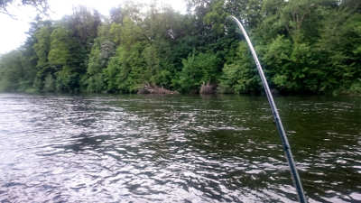 Fish on in the Rock Pool of the Rectory beat on the upper Wye on 5th June and (below) a nice 13lb salmon, one of two the angler caught that morning.