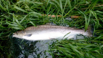 A nice 13lb salmon, one of two the angler caught that morning.